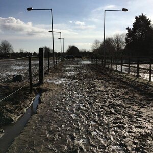 Pensionstal-Stoeterij Sprenkeling image 5