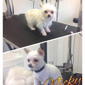 Hondentrimsalon Judith image 1