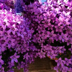 Neeltje&#039;s Bloemen image 1