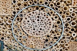 Scholieren onderzoeken ingezaaide akkers op aanwezigheid insecten