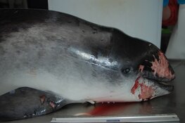 Bruinvis op strand Wijk aan Zee blijkt doodgestoken: "Omstander wilde 'm uit z'n lijden verlossen"