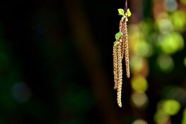 Hooikoorts kan voor verwarring zorgen tijdens coronacrisis