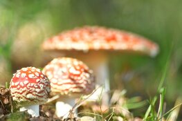 Paddenstoelen fotograferen met Evert-Jan Woudsma