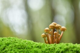 Paddenstoelen fotograferen met Evert-Jan Woudsma