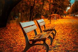 Herfstwandeling in het bos!