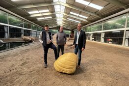 Makro Beverwijk doneert reuze pompoen aan leeuwenverblijf