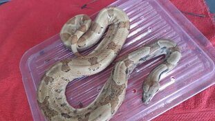 Van wie is deze Boa Constrictor?