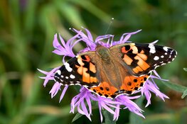 Doe mee met de tuinvlindertelling van 15 t/m 17 juli