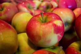 Leer over het oogsten van groenten en fruit tijdens de Baakbelevenis op 31 augustus