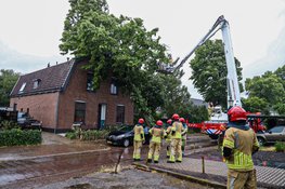 84 bomen langs de N240 per direct gekapt vanwege schade storm Poly
