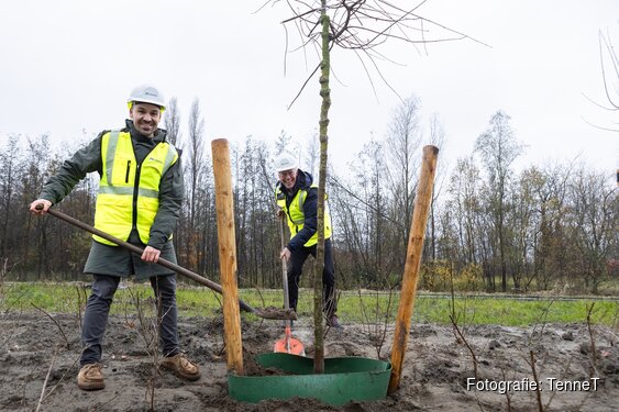 Bomen geplant bij Holland op zijn Smalst na werkzaamheden voor elektriciteitskabels TenneT