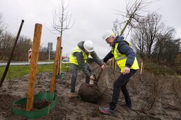 Bomen geplant bij Holland op zijn Smalst na werkzaamheden voor elektriciteitskabels TenneT