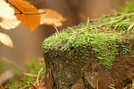 Lezing "Mossen en korstmossen" op donderdag 15 februari op Kinderboerderij de Baak in Beverwijk