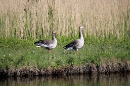 Provincie Noord-Holland verlaagt eigen risico voor ganzenschade