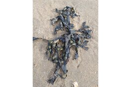 "Ontdek het leven op het strand tijdens strandexcursie Wijk aan Zee