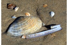 "Ontdek het leven op het strand tijdens strandexcursie Wijk aan Zee