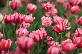 Fris lenteweer houdt aan, richting Koningsdag lichte verbetering