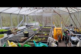 Bij Klein Hofland krijgen oude bloembollen een tweede leven