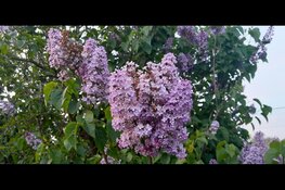 Bij Klein Hofland krijgen oude bloembollen een tweede leven