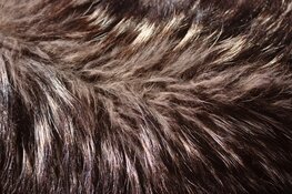 Leer over vachten op kinderboerderij Dierendorp