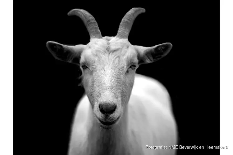 Kom jij ook naar Kinderboerderij de Baak voor wat gezellig-geit?