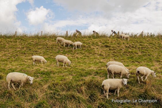 Fiets de zomer door: geniet mee van de Ronde van de Westfriese Omringdijk