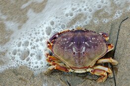 Kom jij ook 13 augustus naar het strand in Wijk aan Zee?
