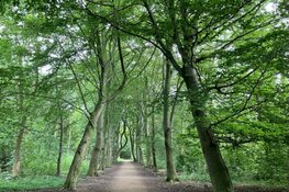 Stichting Oer-IJ organiseert weer een wandeling op 17 augustus