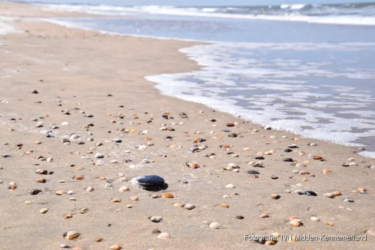 Ontdek de verborgen dieren van de Noordzee