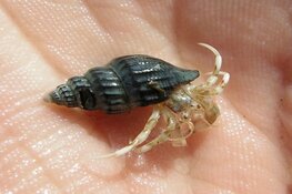 Ontdek de verborgen dieren van de Noordzee