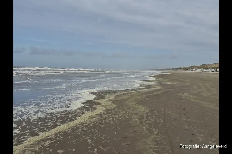 Ontdek de verborgen dieren van de Noordzee