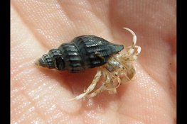 Ontdek de verborgen dieren van de Noordzee