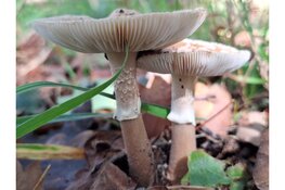 Tentoonstelling paddenstoelen bij kinderboerderij De Baak