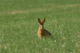 Waarschuwing voor konijnenvirus in Aagtenpark