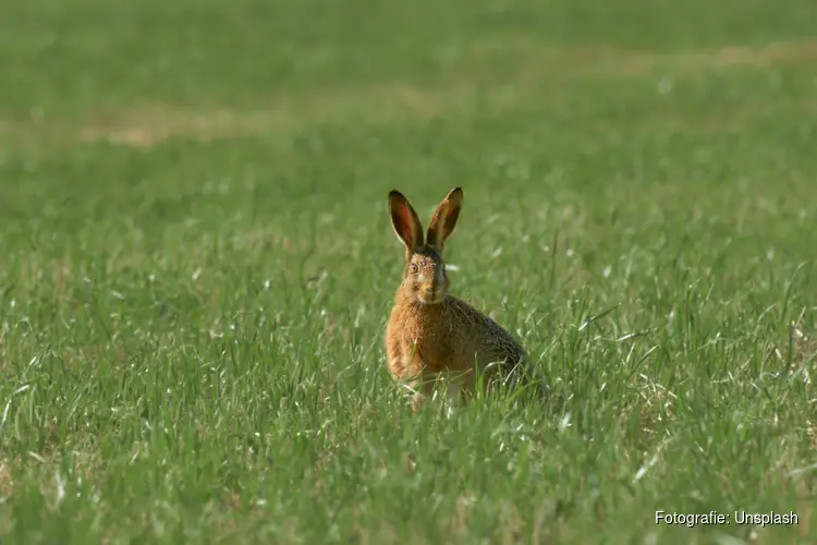 Waarschuwing voor konijnenvirus in Aagtenpark