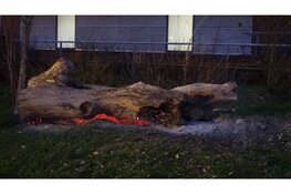 Boomstam geblust door brandweer