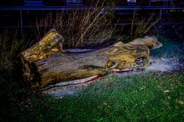 Boomstam geblust door brandweer