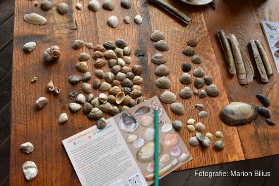 Nationale Schelpenteldag al weer voor het vijfde jaar op rij!