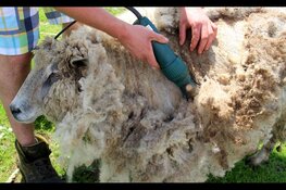 Er worden schapen geschoren bij Kinderboerderij de Baak