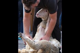 Er worden schapen geschoren bij Kinderboerderij de Baak