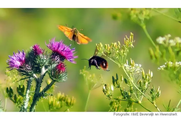 Leer over vliegende insecten bij het Koetshuijs in Heemskerk