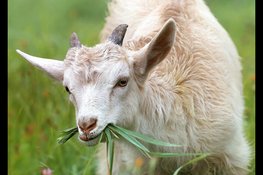 Dierenverwendag bij kinderboerderij De Baak
