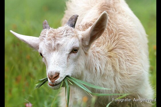 Dierenverwendag bij kinderboerderij De Baak