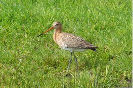Natuurbeheerplan 2027 vastgesteld: Gerichte bescherming van Natura 2000-gebieden en de grutto