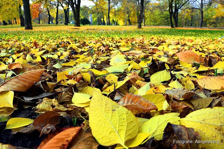 Herfstwandeling in het park Westerhout