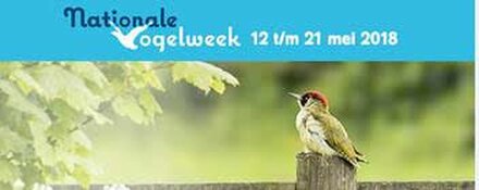Zie ze vliegen in Heemskerk!