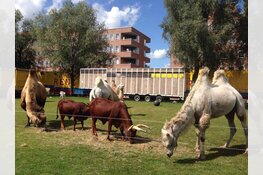 Circus Renz komt naar Beverwijk