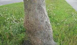 &#39;Brandweer moet worden ingezet tegen eikenprocessierups&#39;