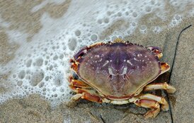 Vissen, recyclen, speuren en sieraden maken op het strand van Wijk aan Zee