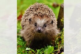 Egel-middag op Kinderboerderij De Baak